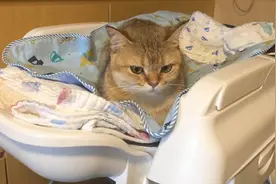 猫咪还会帮忙带小孩？小孩半夜爆哭，猫咪暖心举动：猫粮分你一半图片