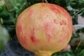 宾川突尼斯软籽石榴图片