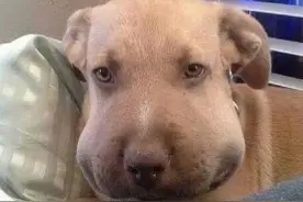 传说中的蜂狗图片