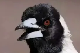 喜鹊变身战斗机？外媒：已有816人被它攻击，80人头破血流图片