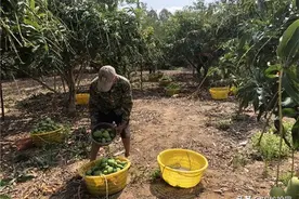 刚成熟就卖惨，如今跌破2元难卖，进口10万吨将至，果农：凉了图片