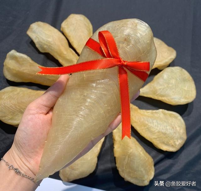 鱼胶是大的好还是小的好 2026年鱼胶是大的好还是小的好一点
