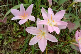 农村的韭莲花你认识吗，4大用途太实用了，记得看完收藏图片