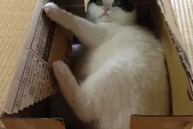 网友家的猫把门抓坏，猫咪用了这招就轻松躲过了批评，厉害了图片