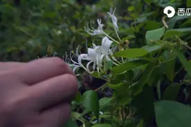 起源于两广的凉茶，到底是茶还是药？西瓜视频给你解惑教你制作图片