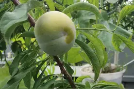 蜂糖李，北方楼顶值得种图片