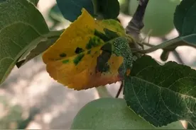 请问这是苹果褐斑病吗，用药方案是什么？图片