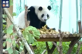 萌翻！气温骤降 动物园“花式”取暖有妙招图片