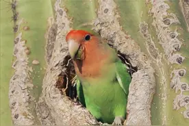 非洲鹦鹉住进仙人掌？从宠物变野生种群，占领一座城市图片