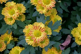 “花草三不送，送了变仇人”，不能送的花是哪三种？图片