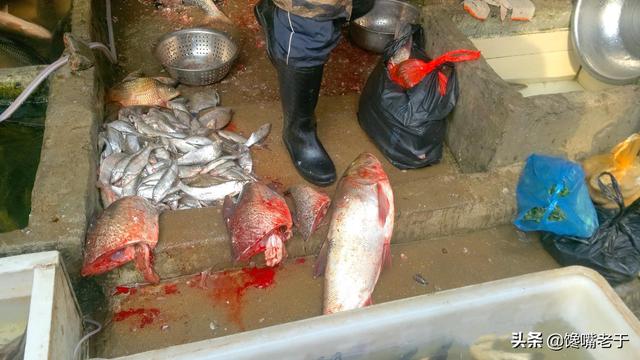 什么鱼的鱼鳔最好吃 2026年什么鱼的鱼鳔最好吃呢