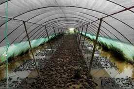 牛蛙开启暴涨模式，市场翻盘4天大涨3元，养殖户：终于不亏本了图片