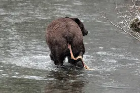 10米绦虫，为什么会从熊的身体里跑出来？科学家：人体内也有图片