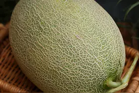 哈密瓜怎么挑？别用手拍，只看“这儿”就知道甜不甜，一挑一个准图片