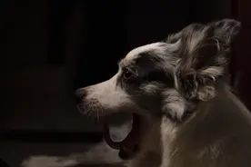 萌宠表情包之熬夜累成狗图片