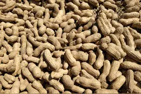 生石灰在花生生产中的妙用，你用对了吗？图片