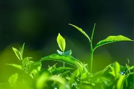 感受时光的流逝，探寻绿茶的历史图片