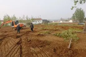 新土地法：既“退耕还林”，又禁止耕地栽树，咋弄？早看早明白图片