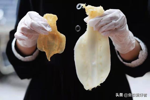 花胶 炖不烂 2026年花胶炖不烂是不是假的