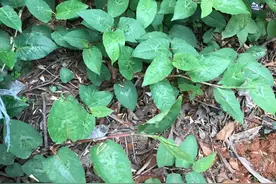 善于清热利湿解毒，屡被医家视为止泻秘药的火炭母图片