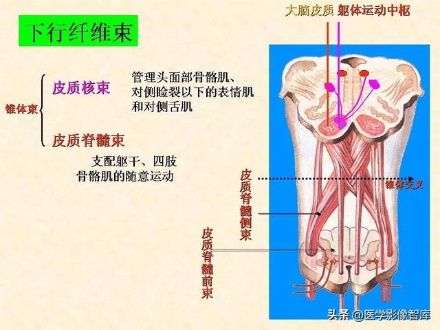 脑干、小脑及间脑解剖