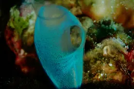 灯泡海鞘，一种非常原始的海洋生物图片