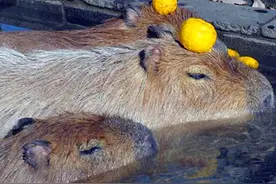 浴池里泡澡的是水豚，可从水里伸出来的却是一双“猪蹄”？图片