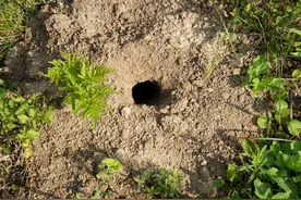 田鼠每年糟蹋不少庄稼，用一些办法驱鼠灭鼠，简单实用又环保图片