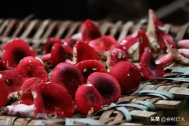 红菇可以人工种植吗？别急，告诉你能人工种植的都是骗你的图片