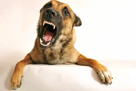 恶犬伤人不要慌，狗身上有三个最脆弱的部位一击就见效图片
