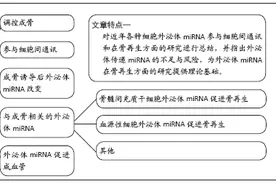 传递特定miRNA的外泌体可调控成骨并促进成血管图片