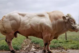 牛只吃草为什么能长出一身肌肉？其实它们偷偷在肚子里吃“肉”图片