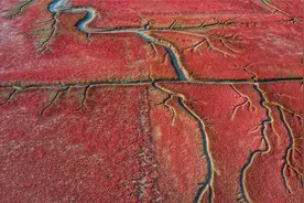 今年真美，盘锦红海滩正当红，但要在正确的时间出现在正确的地点图片