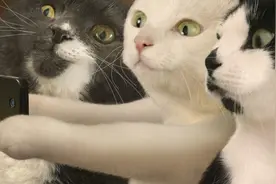 怎么给猫拍好照片？摄影师：记住这几点，手机也能拍出好猫片图片