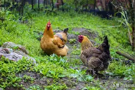 把家鸡放到荒野能否变成野鸡？农村“包山头”养殖已经证实图片