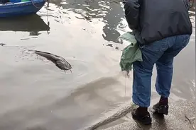 广州钓友钓起“河道霸主”，一米多长几十斤，拍照后放生图片