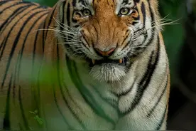 传奇虎王美元男：这只公虎两次作为“单亲奶爸”，养大了两窝虎崽图片