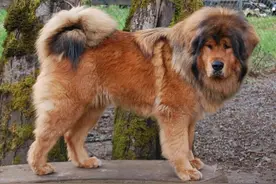 科学讨论：一獒战三狼在现实中可行吗？图片