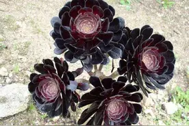 黑法师繁殖“小窍门”，让它一变十，十变百，变成法师“暴发户”图片