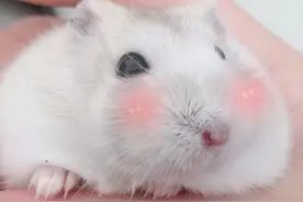 仓鼠的奇葩搞笑姿势图片