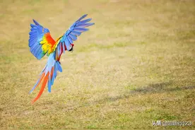 愿你有菩萨心肠，更有金刚手段图片