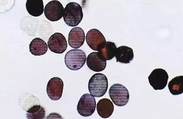 人参肽的作用与功效 2026年人参肽的作用与功效 正确食用方法