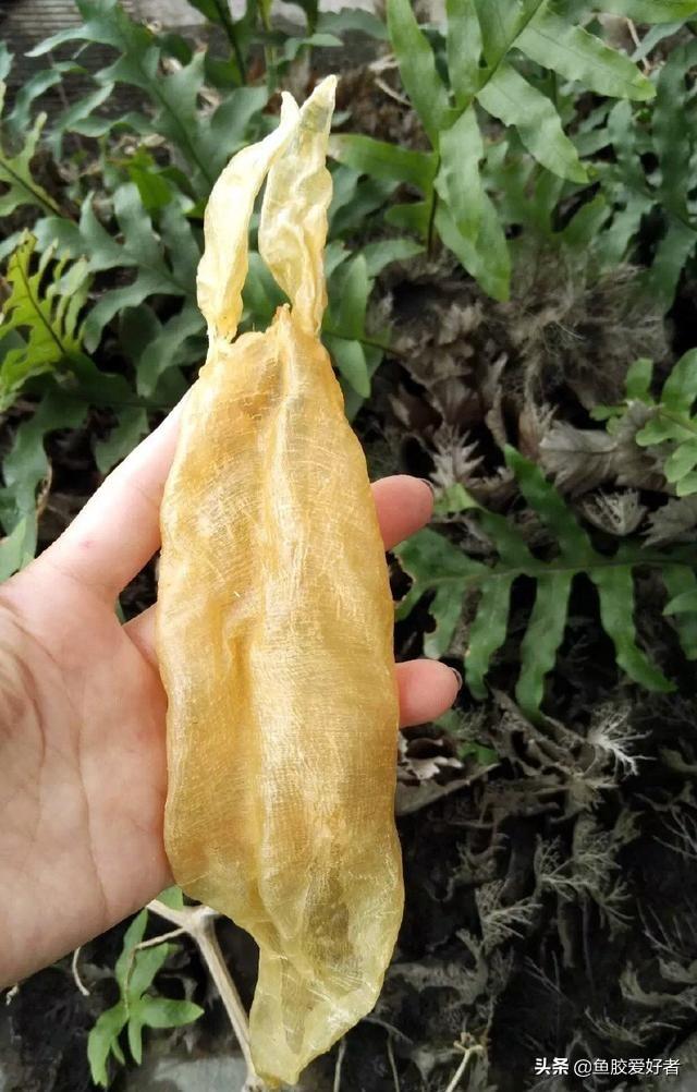 苏里兰北海花胶 2026年北海苏里南鱼胶