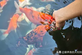 养鱼，喂鱼要多久喂一次？一次喂多少呢？图片