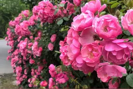 美翻了！世纪公园安吉拉花墙惊艳怒放！图片