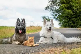 被两只狗带大的猫，它以为自己是只狗图片