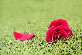 婚后AA 怀孕妻子要吃水果，抠门丈夫只因妻子没转账 拒绝给买图片