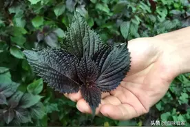 它全身是宝，门前好几棵，女人多吃身体好，营养价值高，香味十足图片