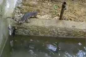 广西贺州保护区39条鳄蜥宝宝出生图片