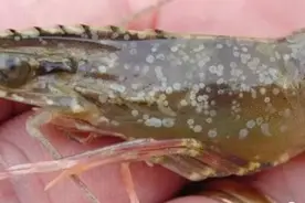 注意了！又是白斑综合征高发期！如何有效预防，速看图片